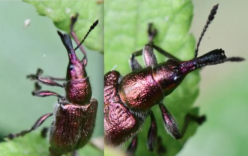 Rhynchites sp.